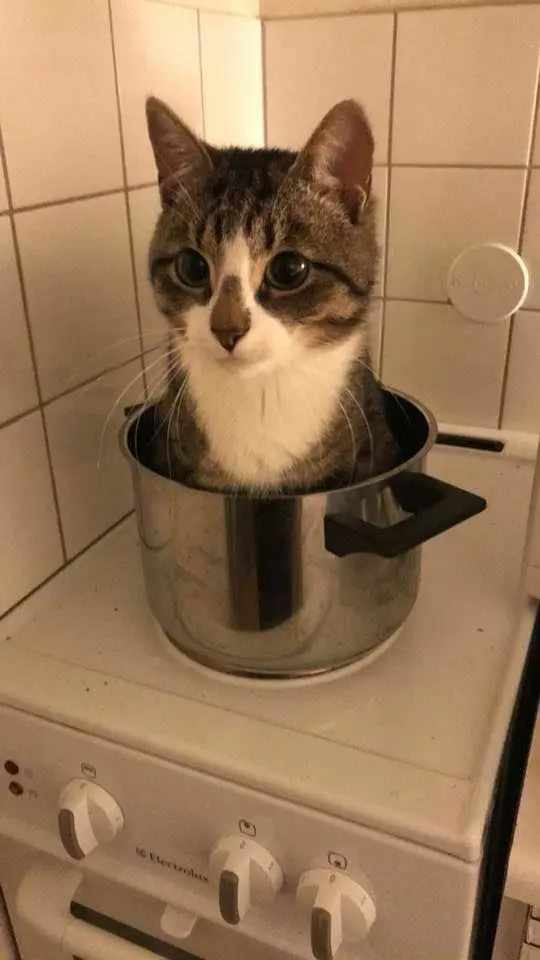 cat with big ol eyes inside a pot