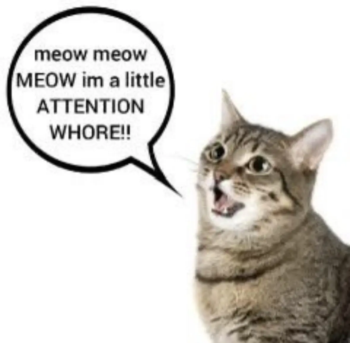 cat with speech bubble:
meow meow im a little ATTENTION WHORE!!