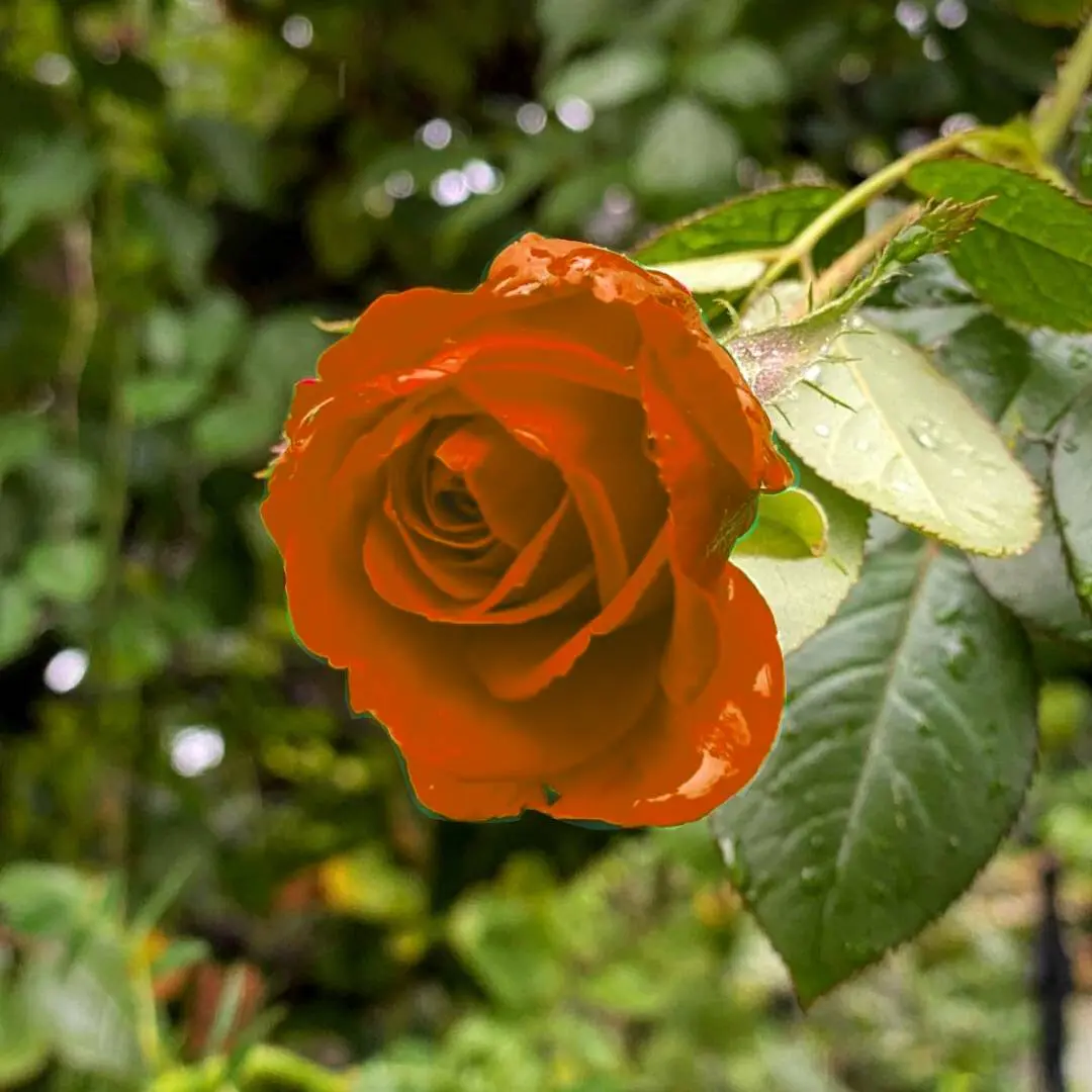 my best attempt at trying to sony sketch a rose jpeg brown