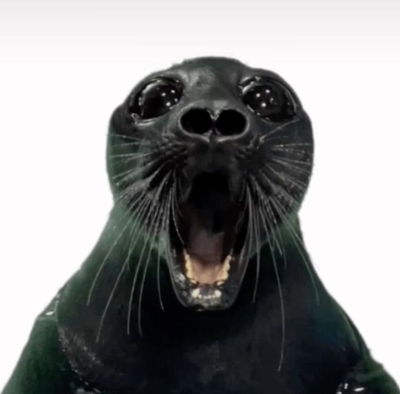:seal@booping.synth.download:
